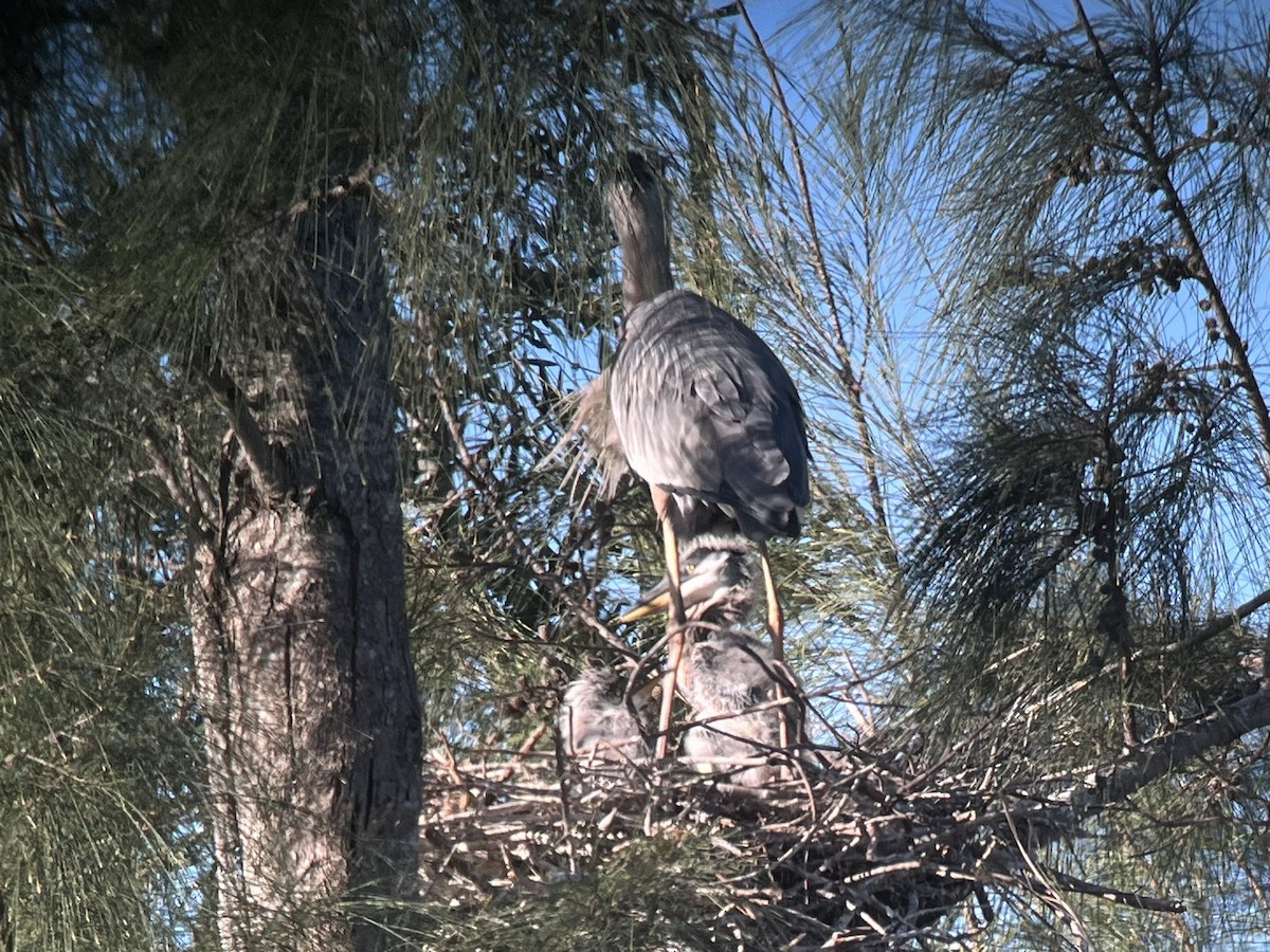 Great Blue Heron (Great Blue) - ML648994355