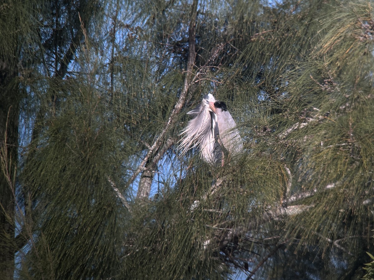 Great Blue Heron (Great Blue) - ML648994357