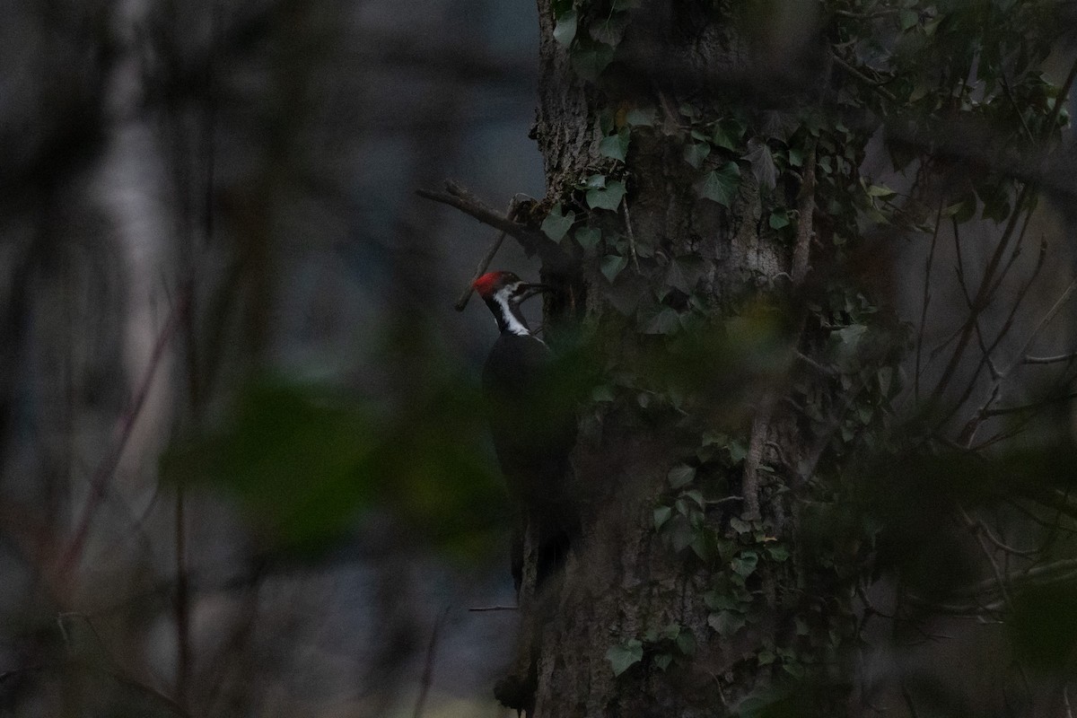 Pileated Woodpecker - ML648994432