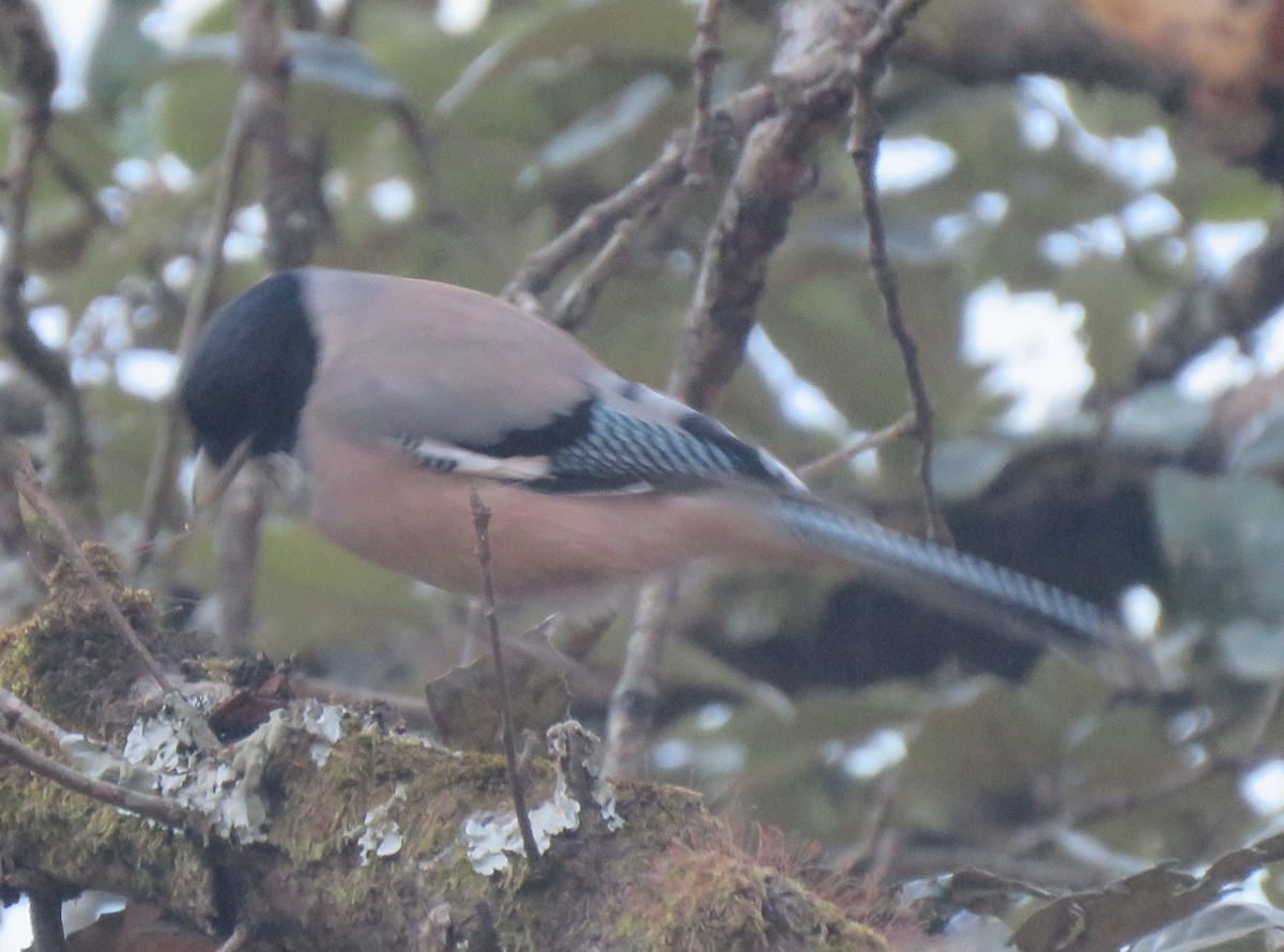 Black-headed Jay - ML648994658