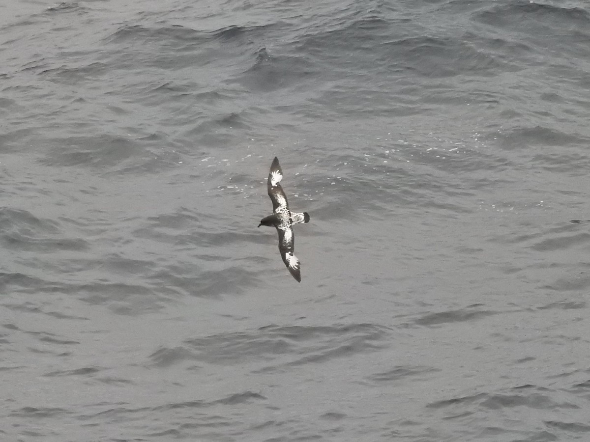 Pintado Petrel - ML648994700