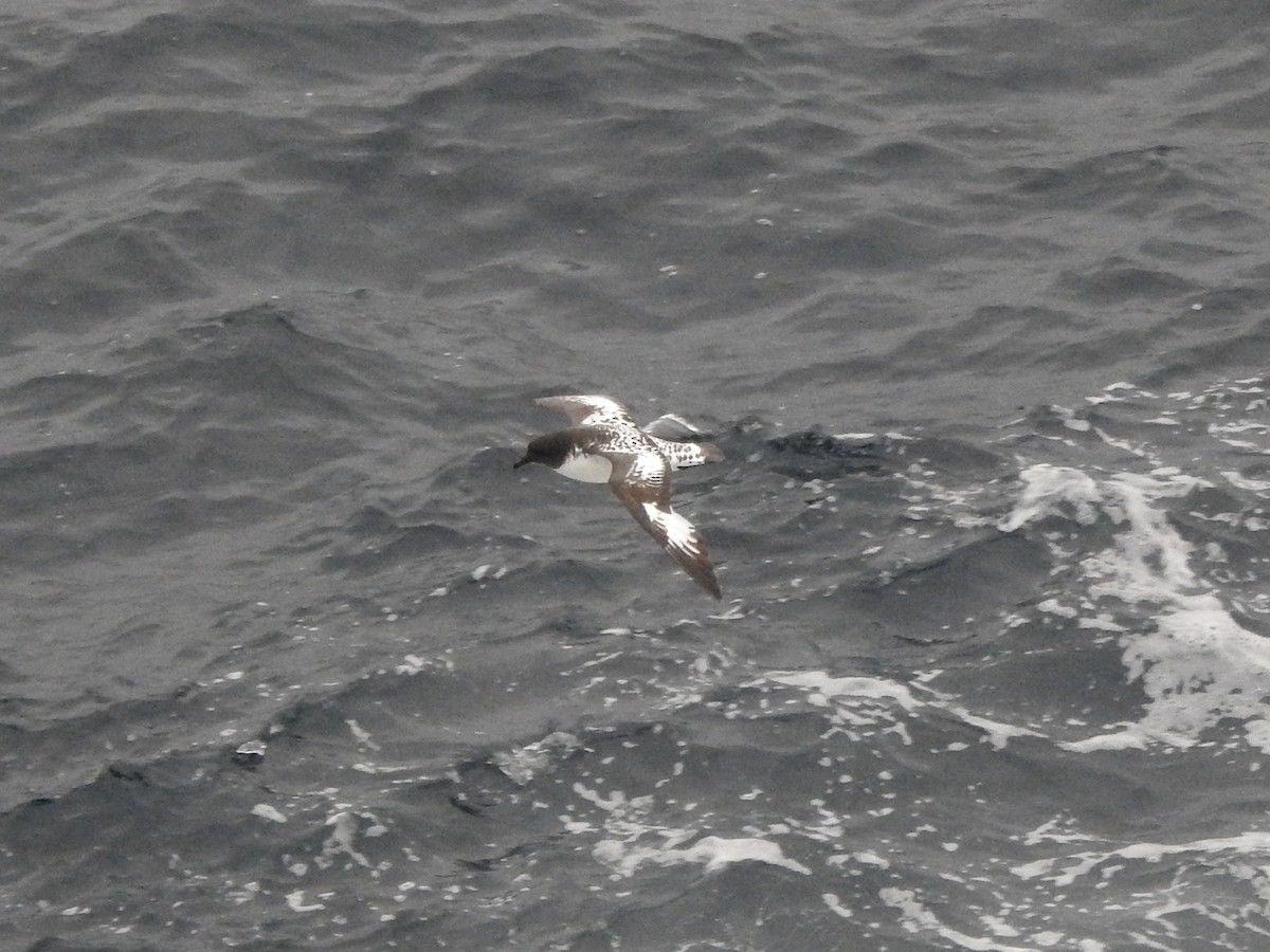 Pintado Petrel - ML648994701