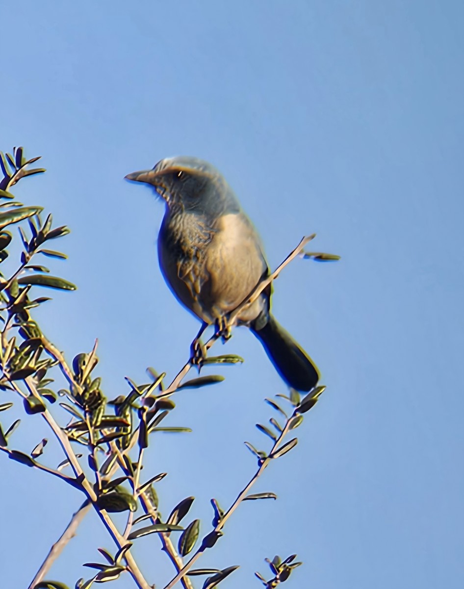 Флоридская сойка - ML648994716