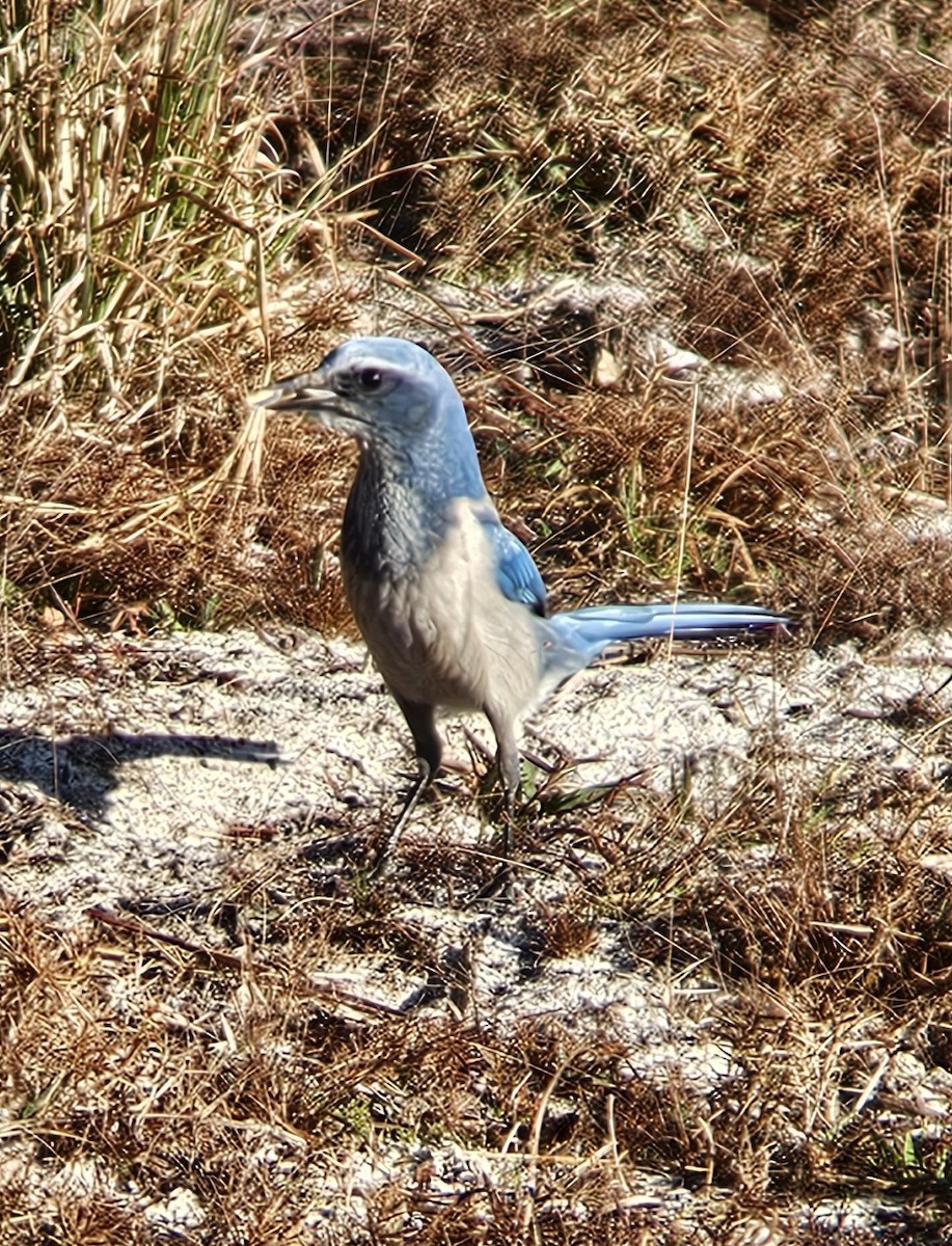 Флоридская сойка - ML648994717