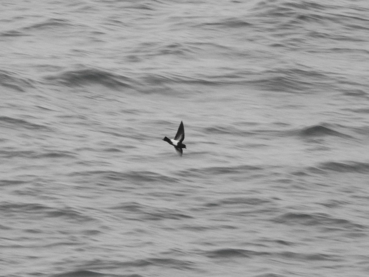 Black-bellied Storm-Petrel - ML648994751