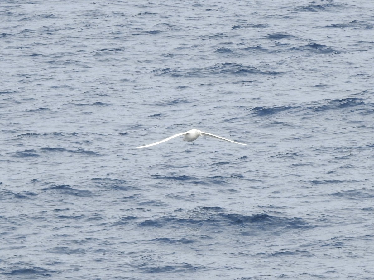 Southern Giant-Petrel - ML648994774