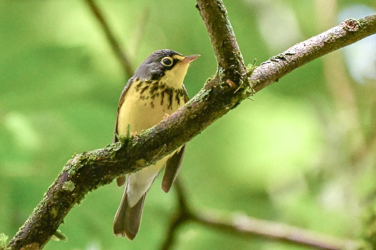 Канадская вильсония - ML648994820