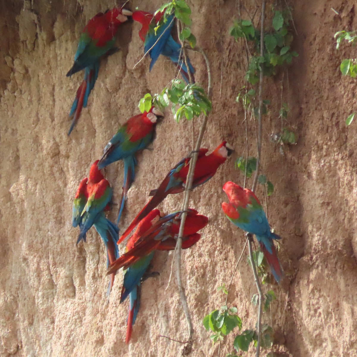 Зеленокрылый ара - ML648994823