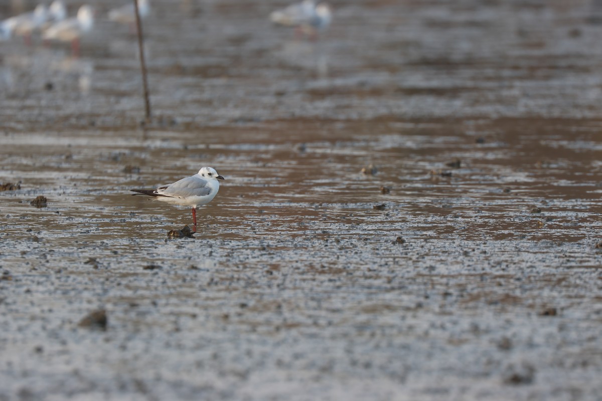 Китайская чайка - ML648994825