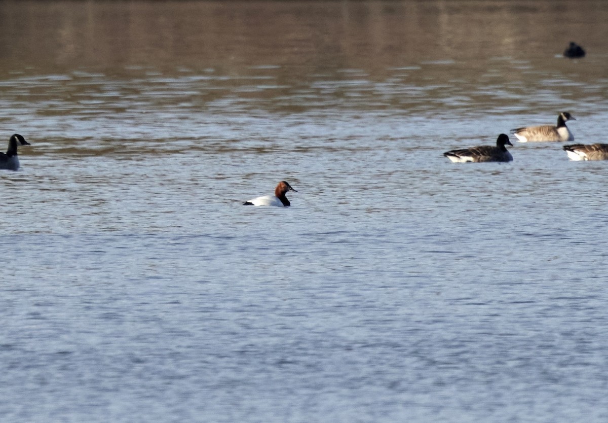 Парусиновый нырок - ML648994828