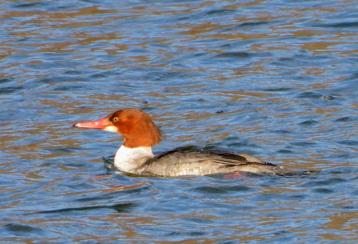 Большой крохаль - ML648994830