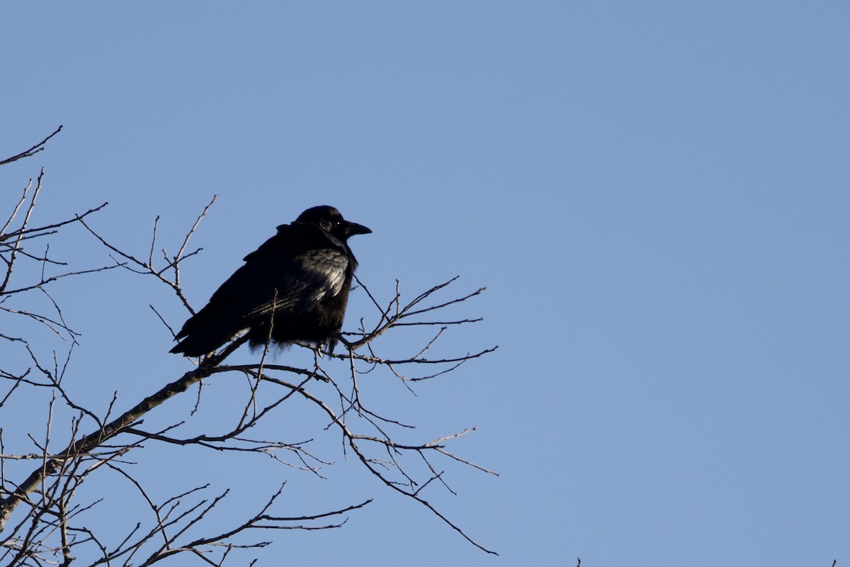 Американская ворона - ML648994832