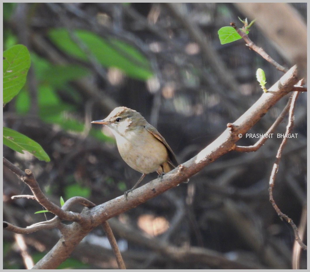 Южная бормотушка - ML648994833