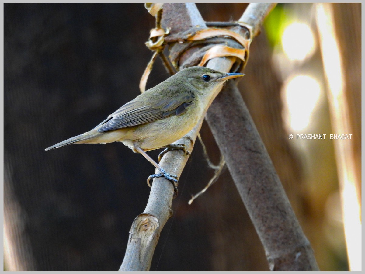 Садовая камышевка - ML648994837