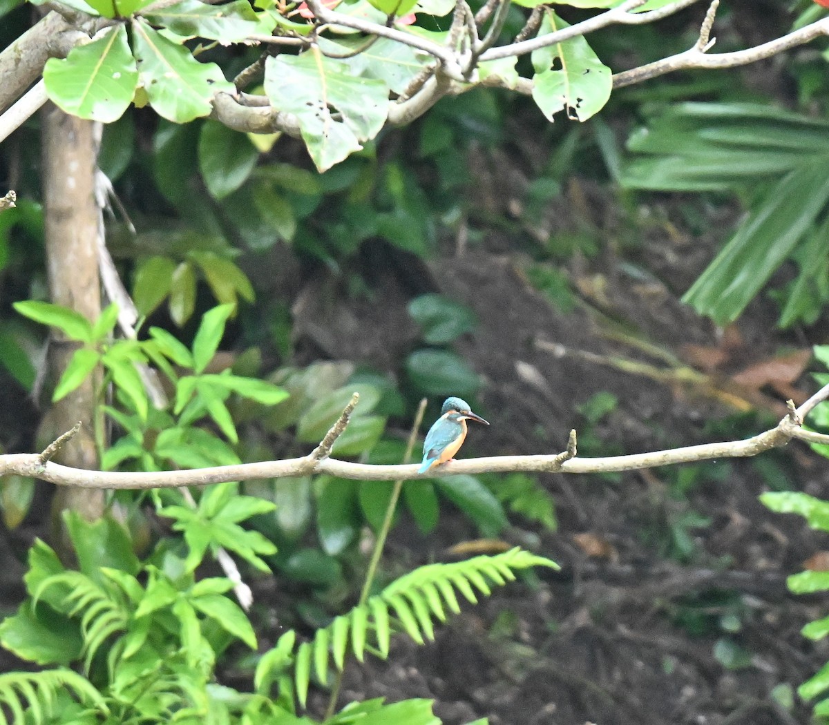 Зимородок - ML648994838