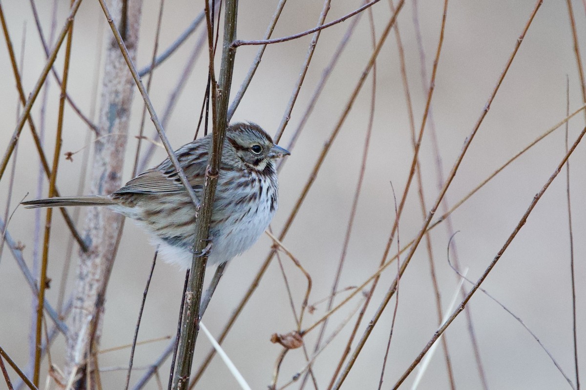 Певчая овсянка (melodia/atlantica) - ML648994839