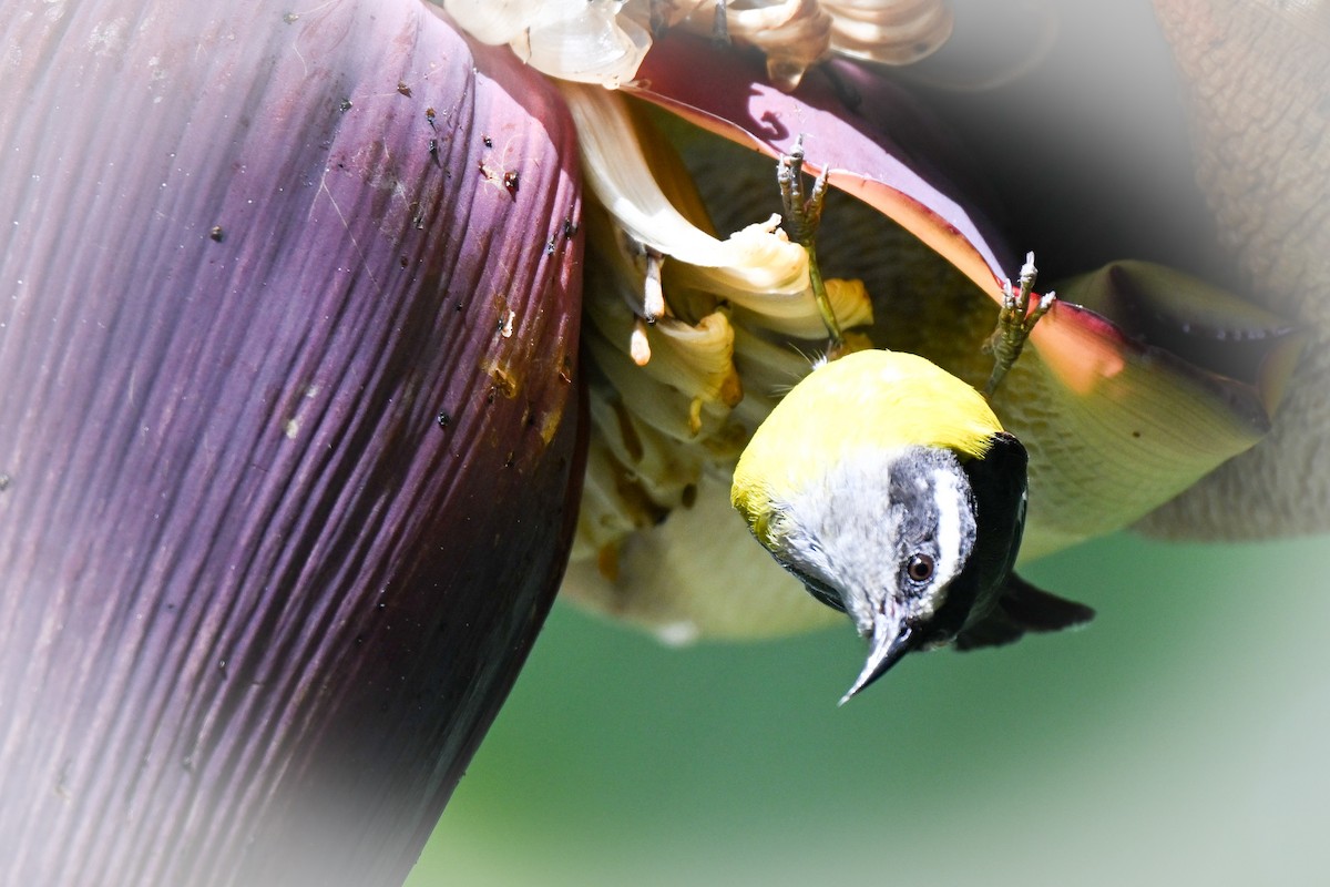 Банановая кареба, сахарная цветочница - ML648994843