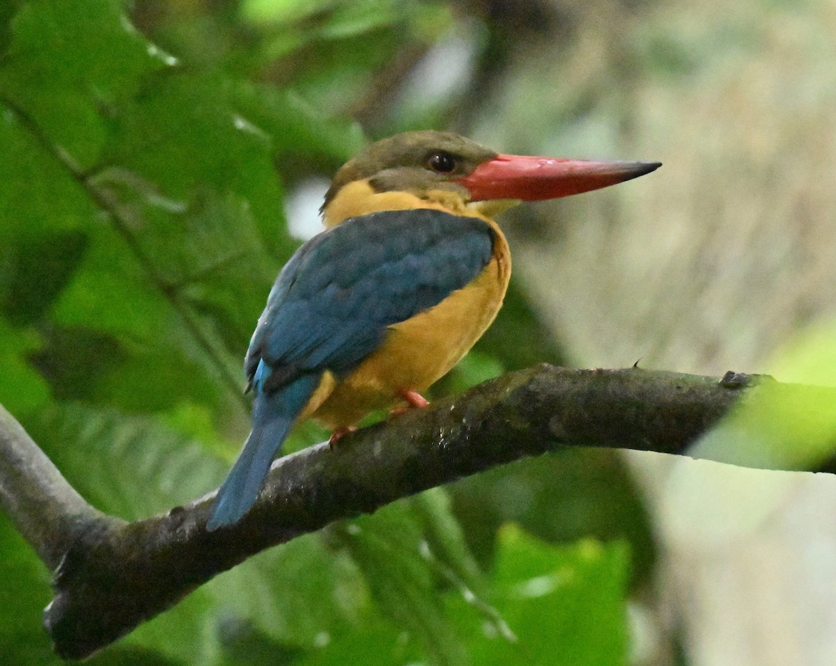 Аистоклювый гуриал - ML648994845