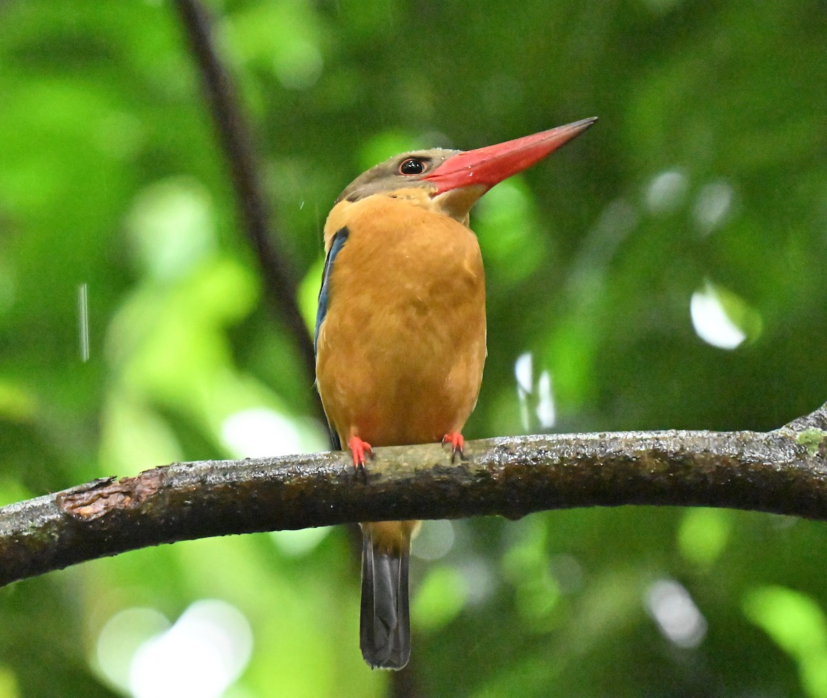 Аистоклювый гуриал - ML648994847