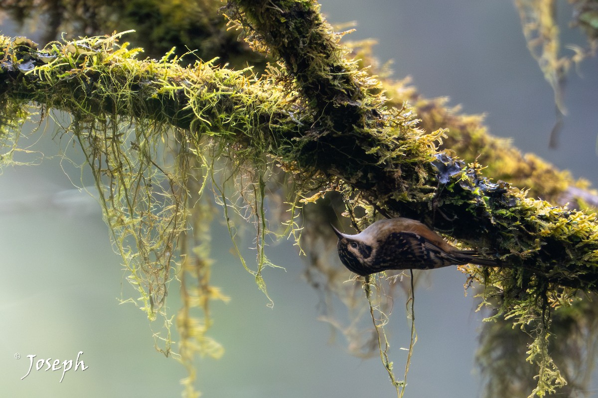 Непальская пищуха - ML648994848