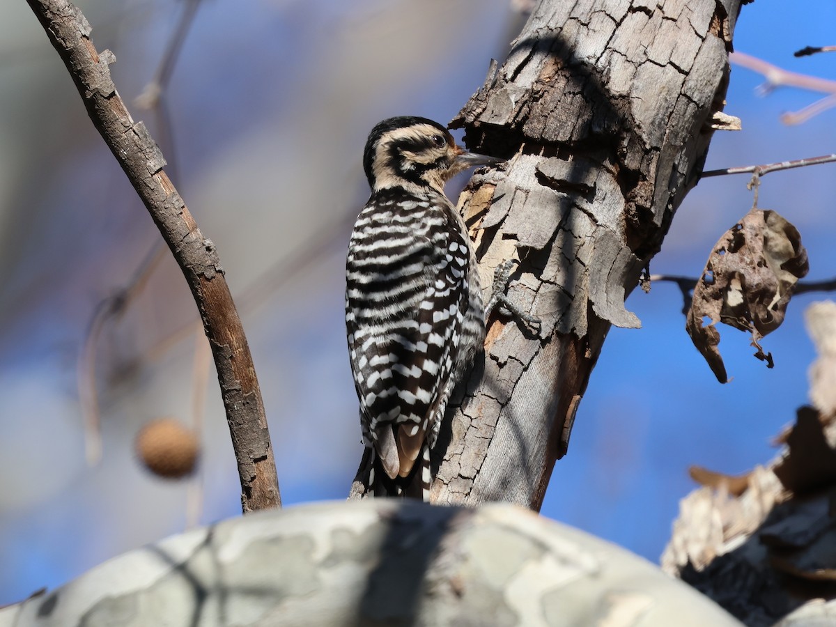 Арлекиновый дятел - ML648994853