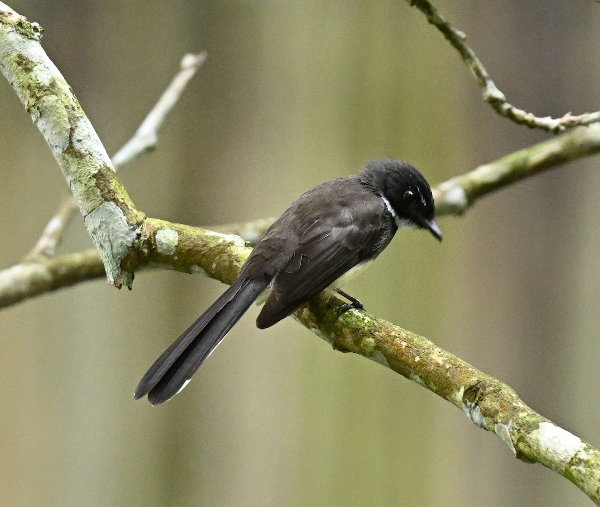 Ошейниковая веерохвостка - ML648994854