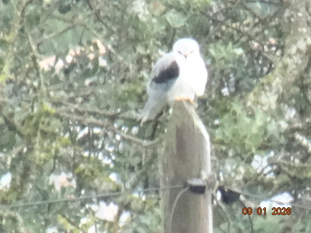 Дымчатый коршун - ML648994855