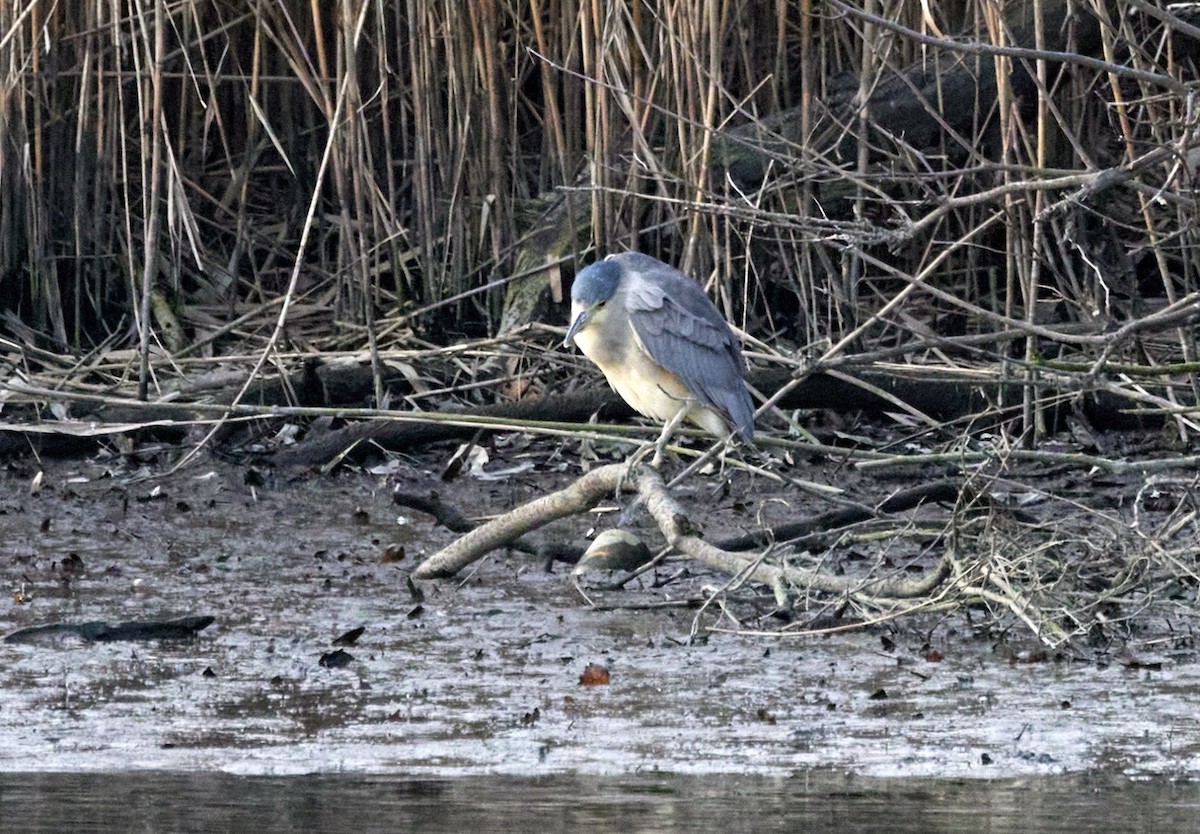 Кваква - ML648994856