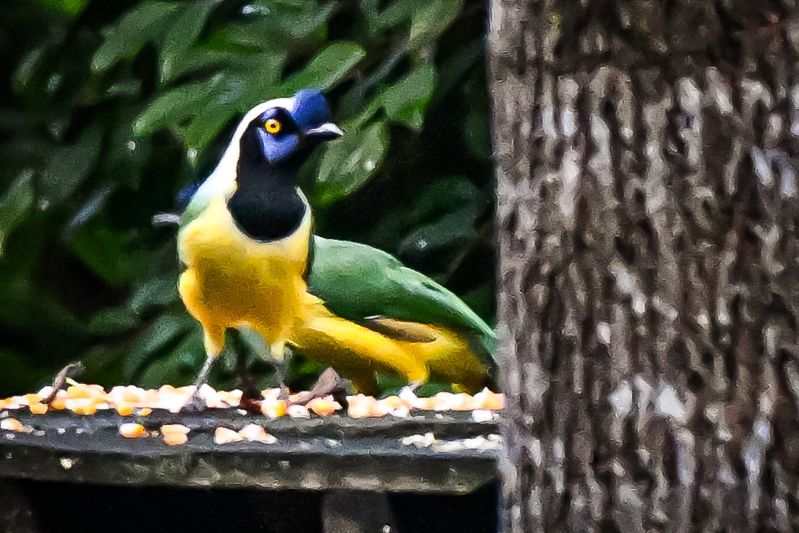 Перуанская сойка - ML648994860