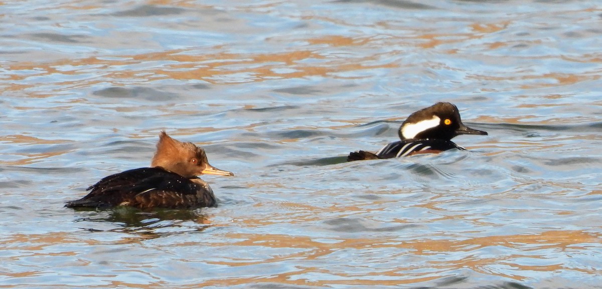 Капюшоновый крохаль - ML648994865