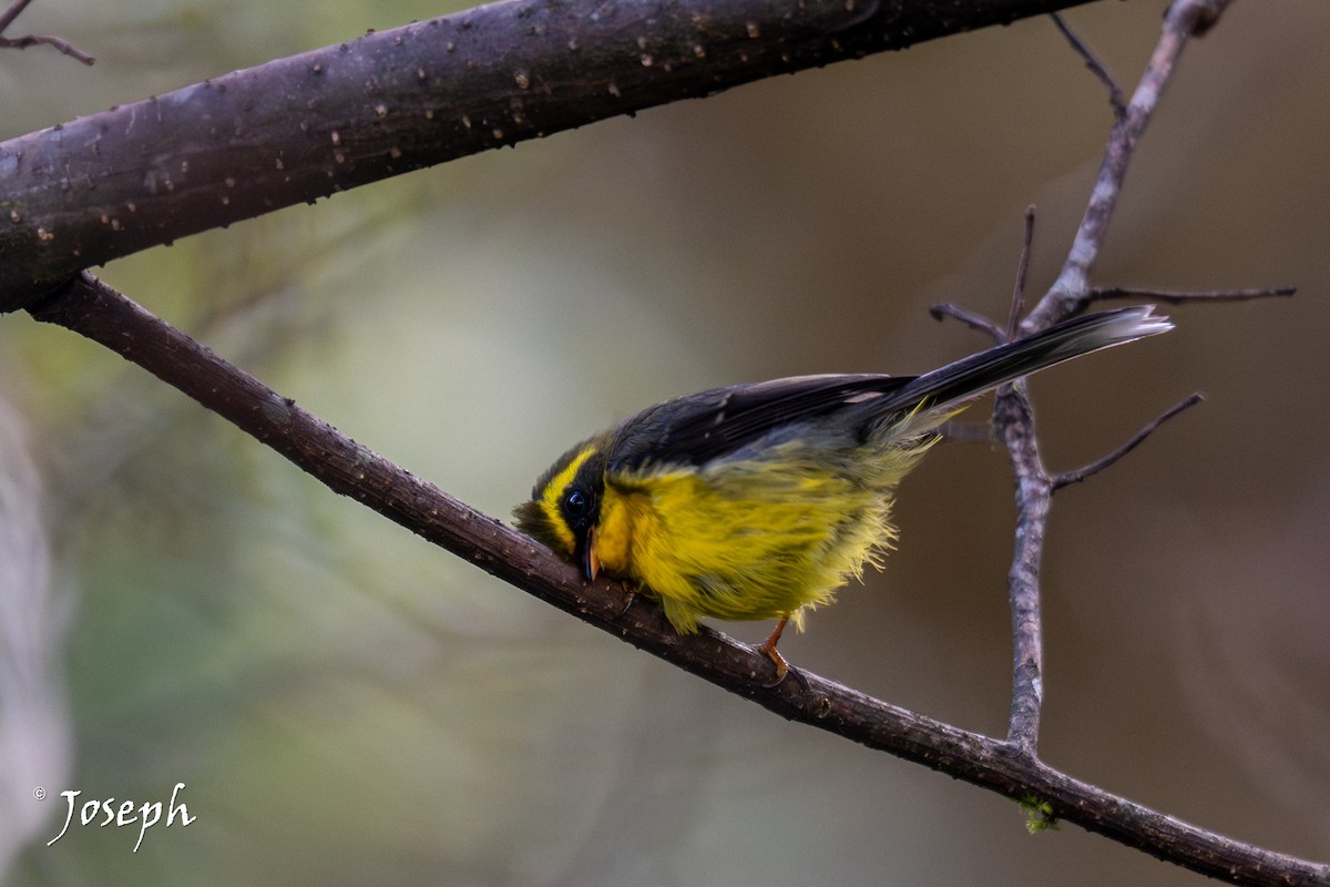 Yellow-bellied Fairy-Fantail - ML648994924