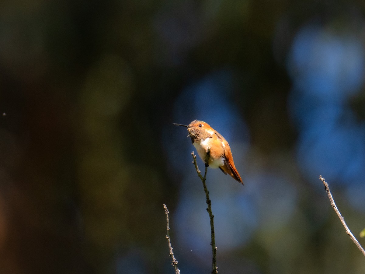 アレンハチドリ - ML648994975