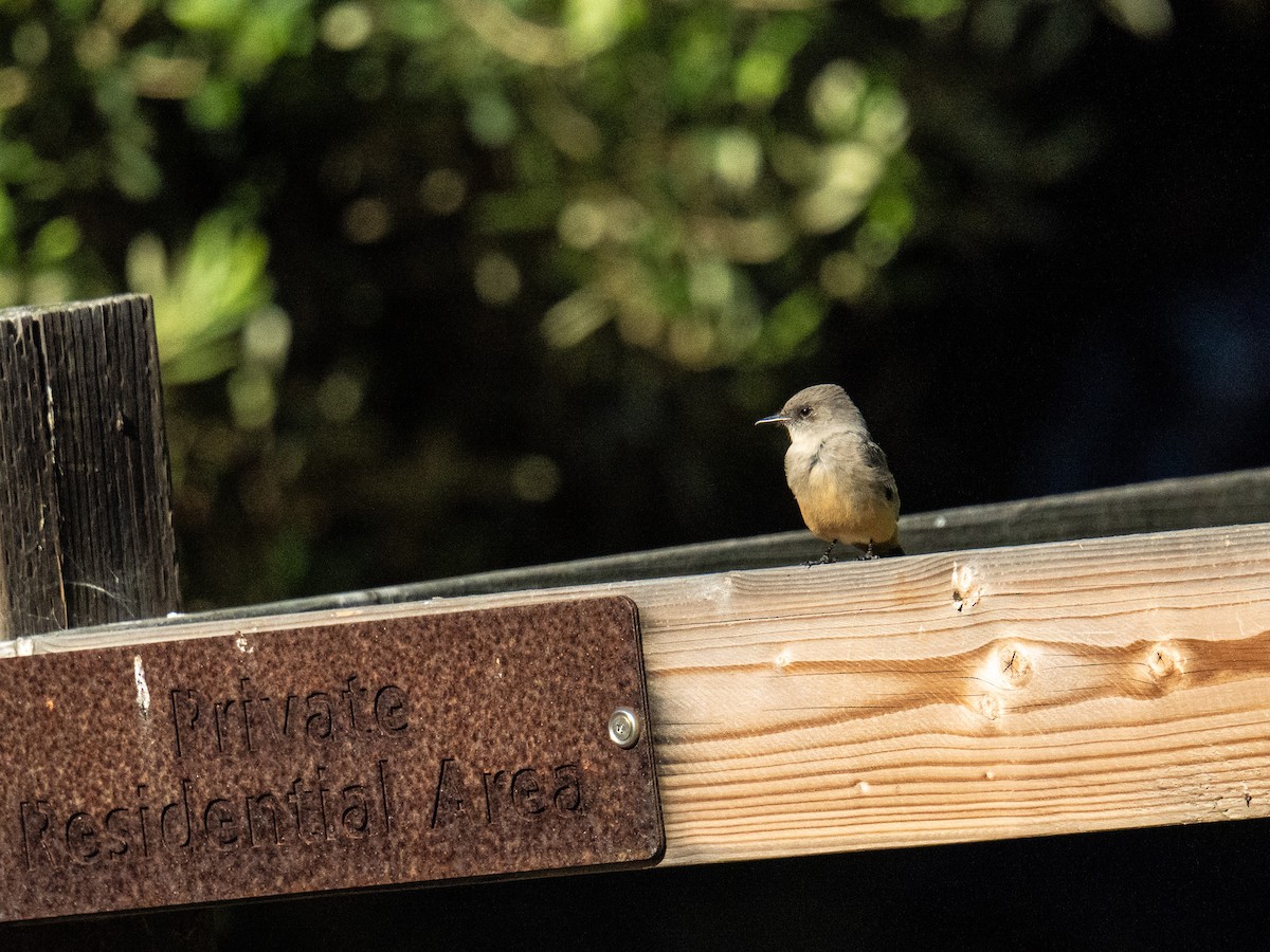 チャイロツキヒメハエトリ - ML648994998