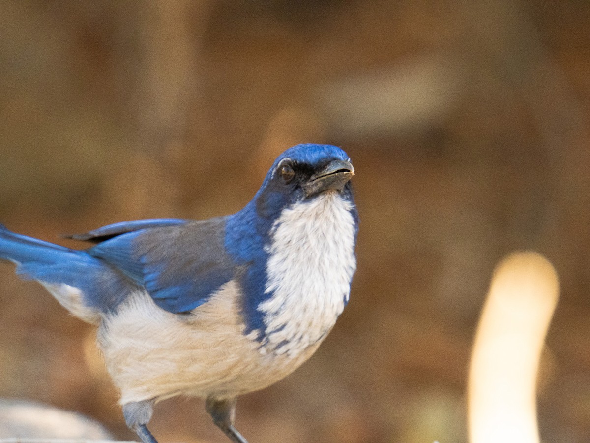 サンタクルスカケス - ML648995003