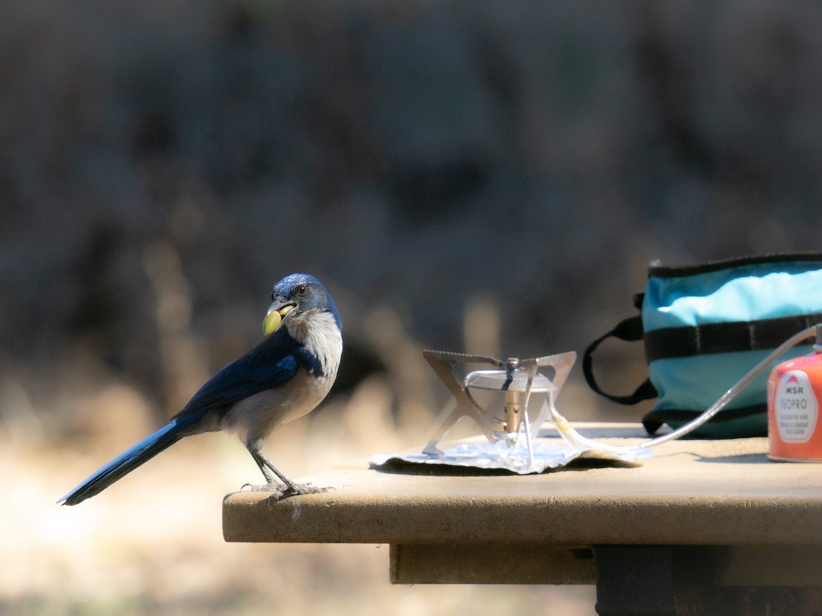 サンタクルスカケス - ML648995005