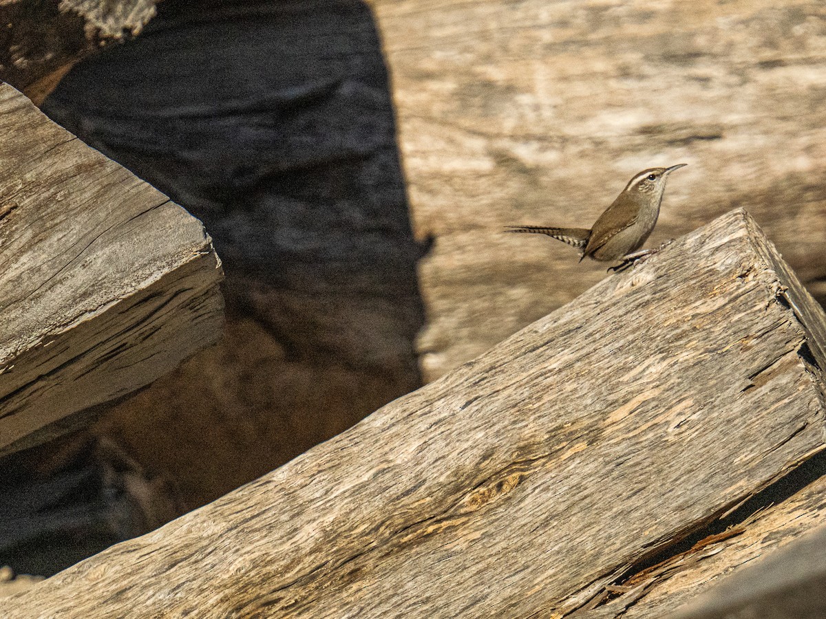 シロハラミソサザイ - ML648995027