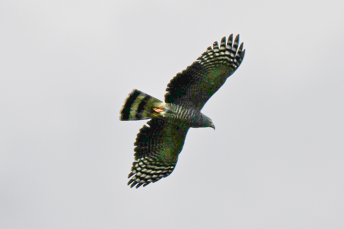 Hook-billed Kite - ML648995084