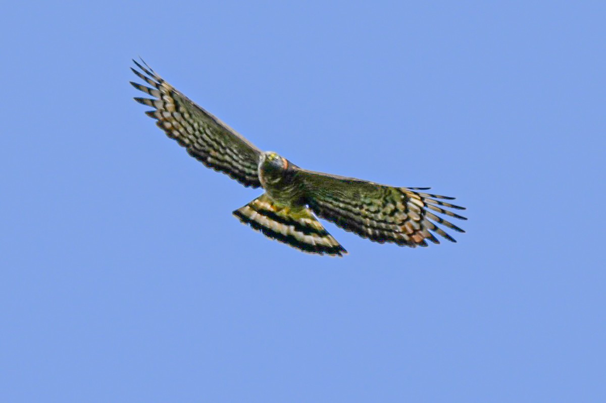 Hook-billed Kite - ML648995085