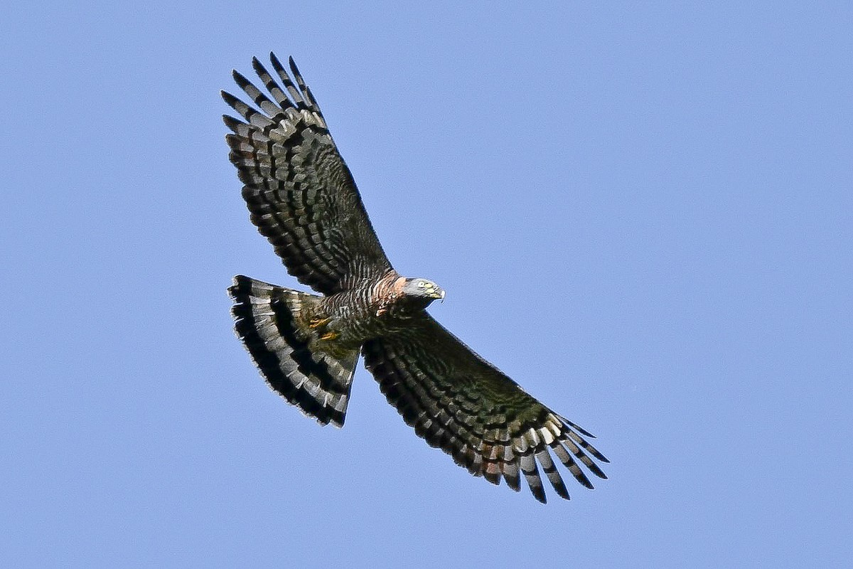 Hook-billed Kite - ML648995086