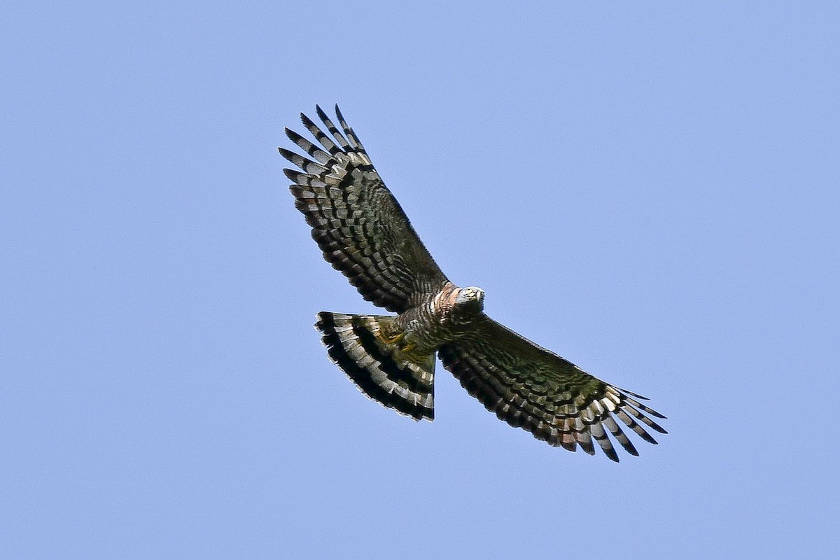 Hook-billed Kite - ML648995087