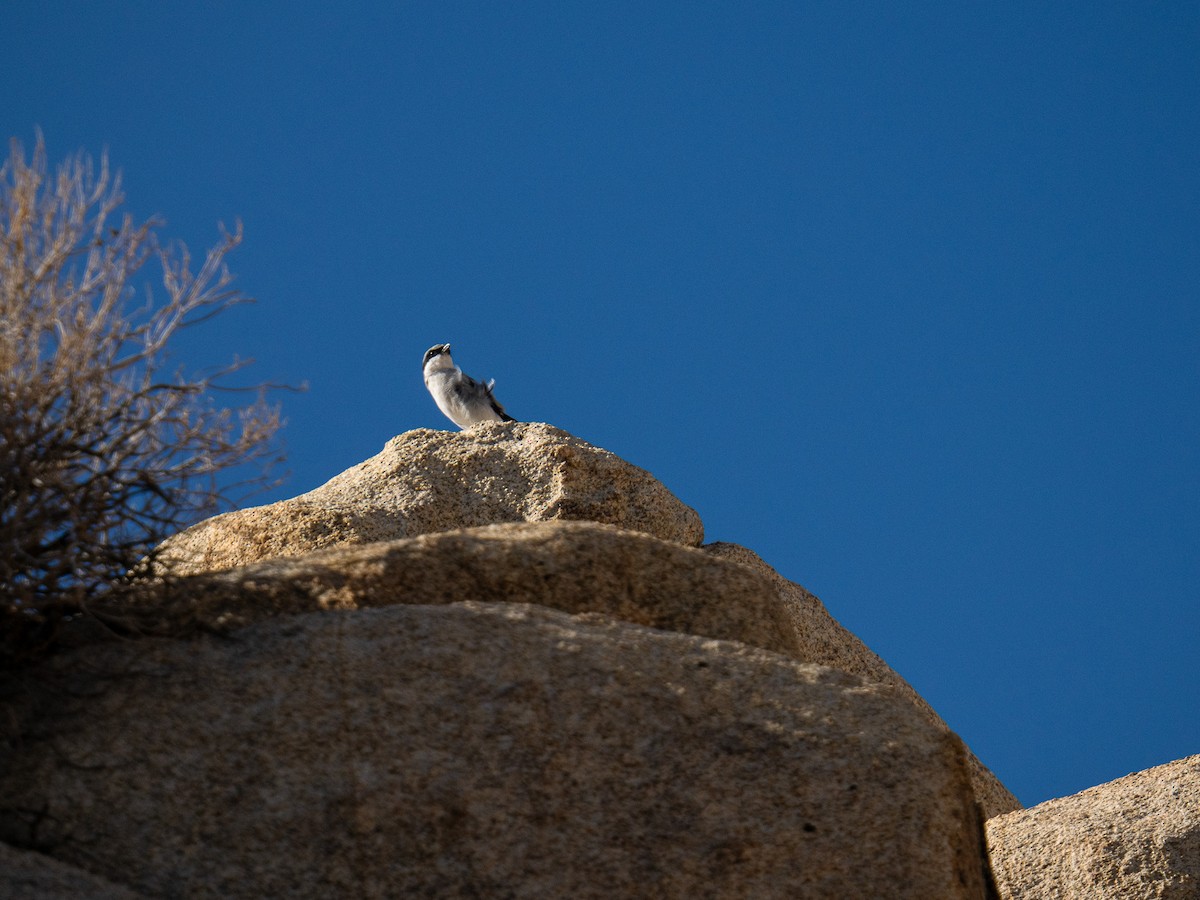 Loggerhead Shrike - ML648995323