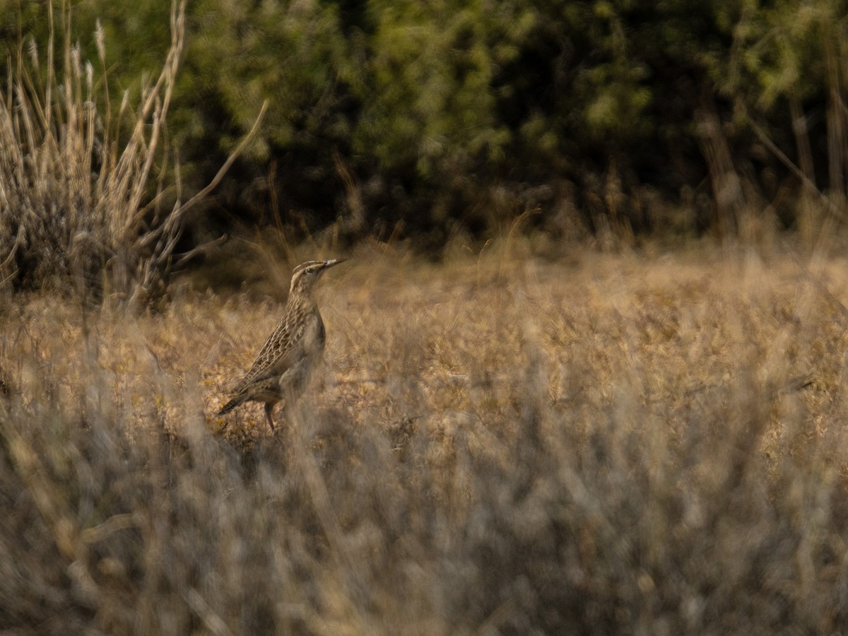Western Meadowlark - ML648995348