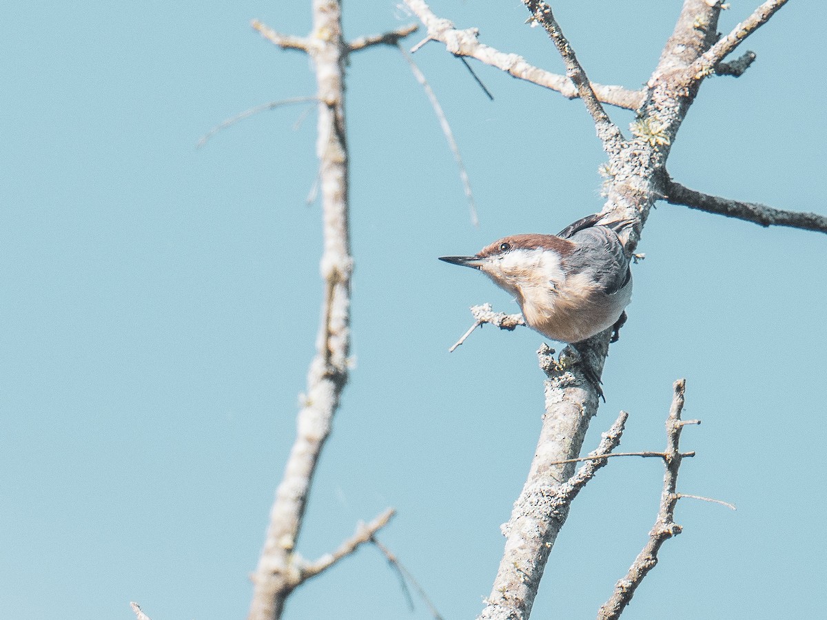 Brown-headed Nuthatch - ML648995469