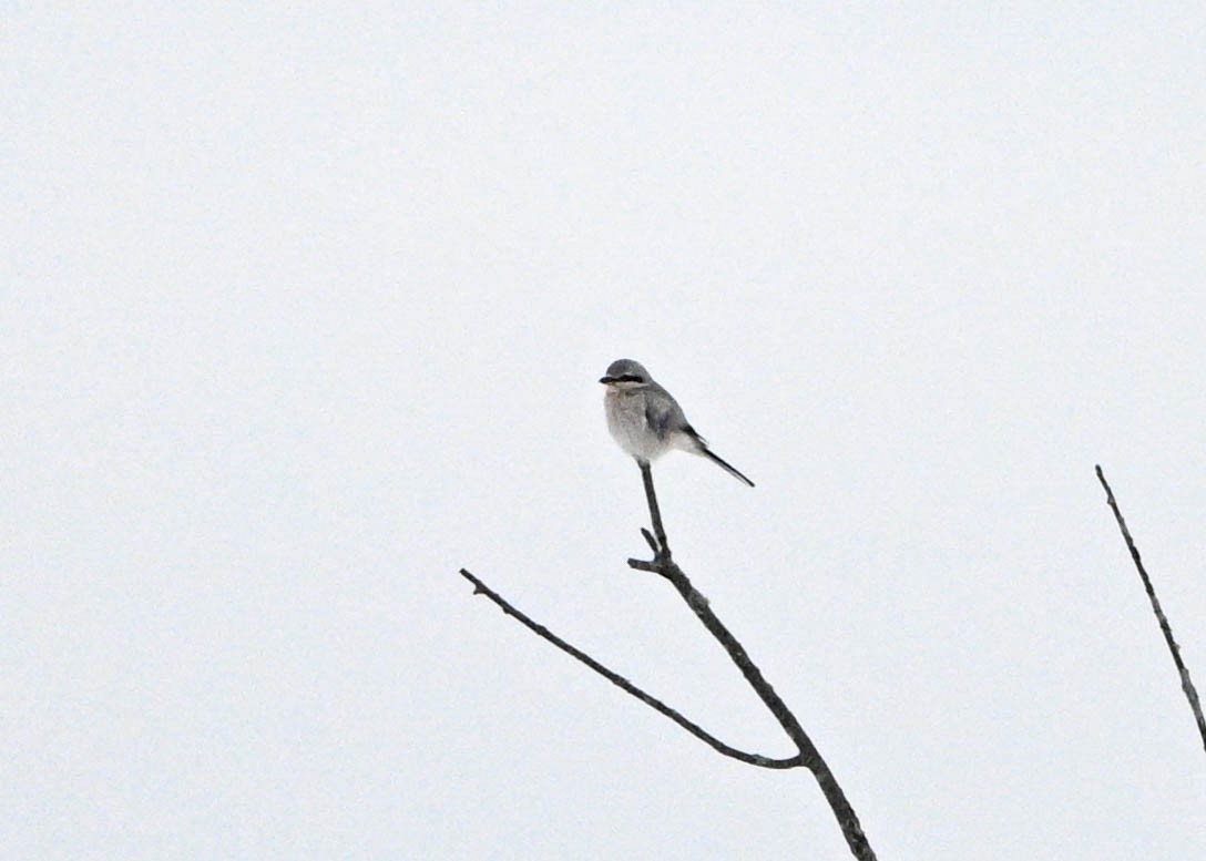 Сорокопуд північний - ML648995528