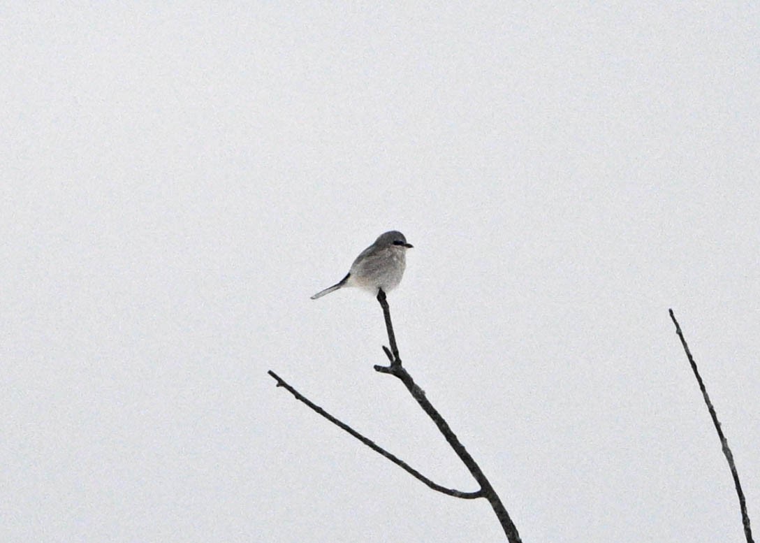 Сорокопуд північний - ML648995529