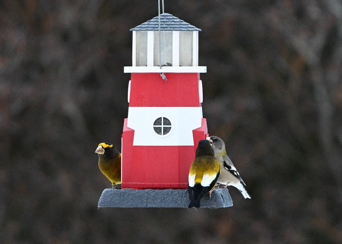 Кіпаль жовтобровий - ML648995542