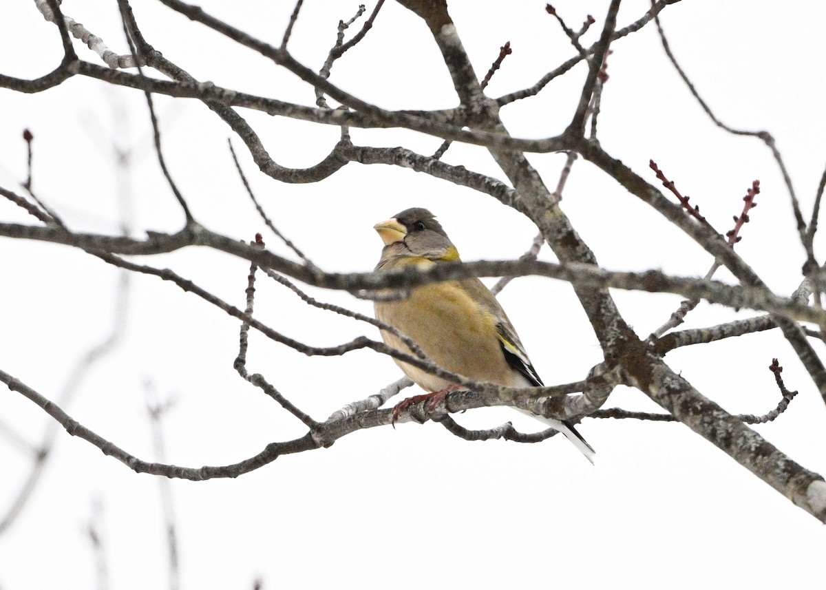 Кіпаль жовтобровий - ML648995574