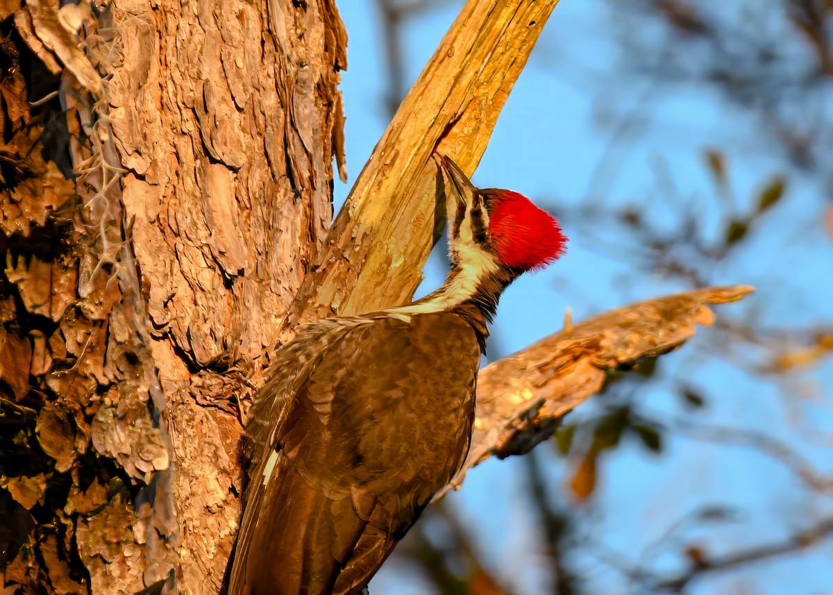 Pileated Woodpecker - ML648995626