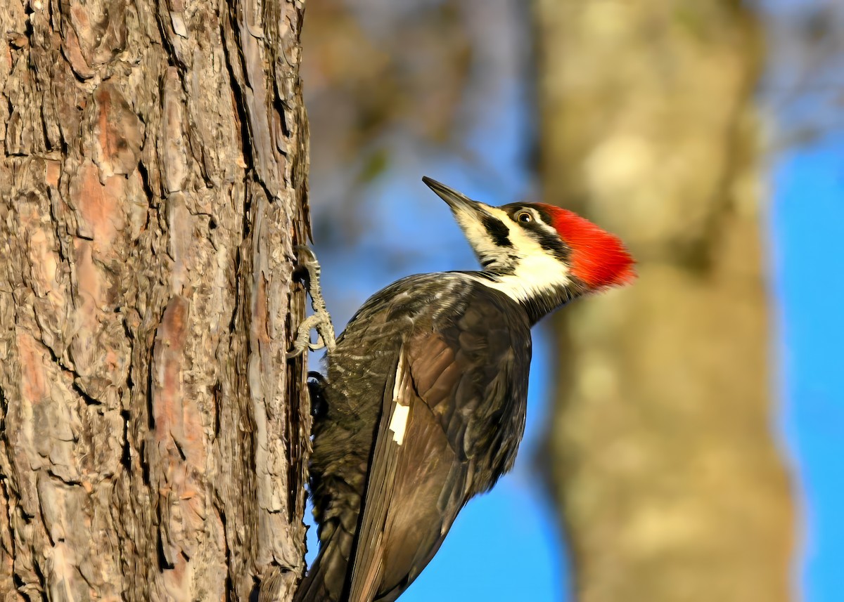 Pileated Woodpecker - Gregory Bozek