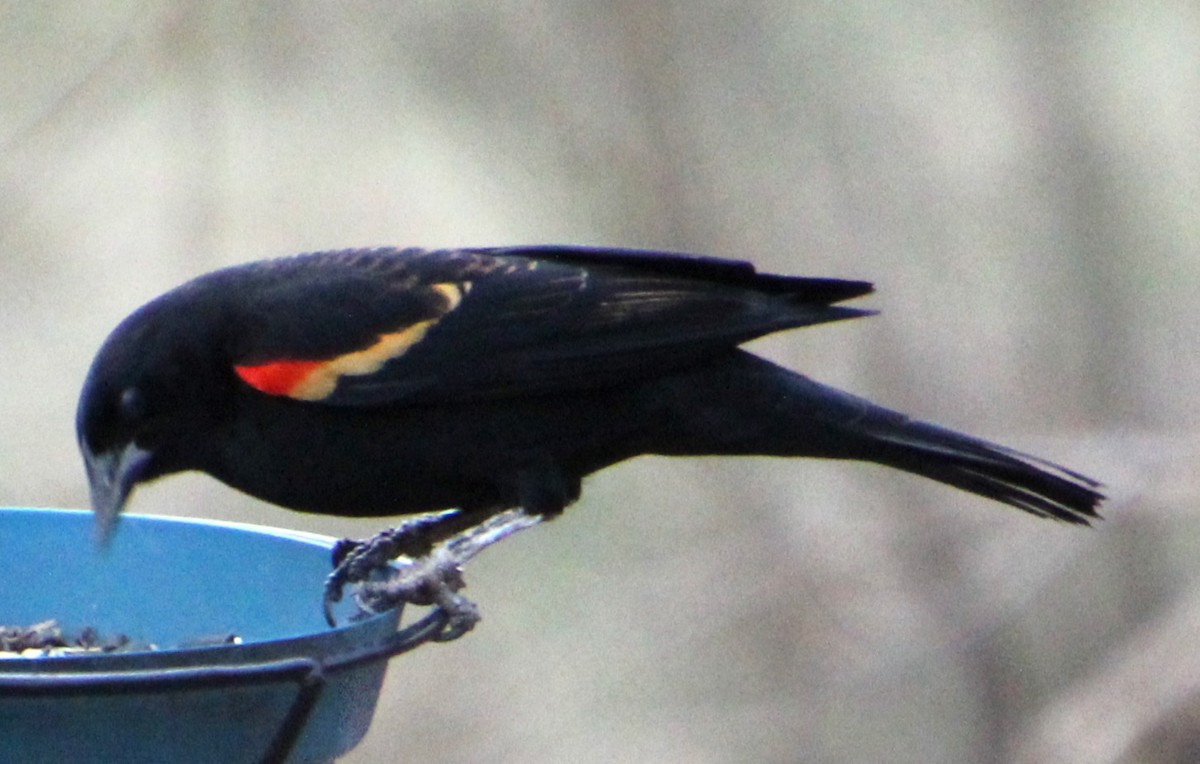 Red-winged Blackbird - ML648995731